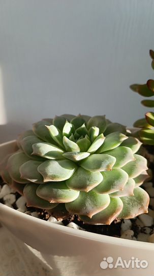 Флорариум суккуленты, подарок