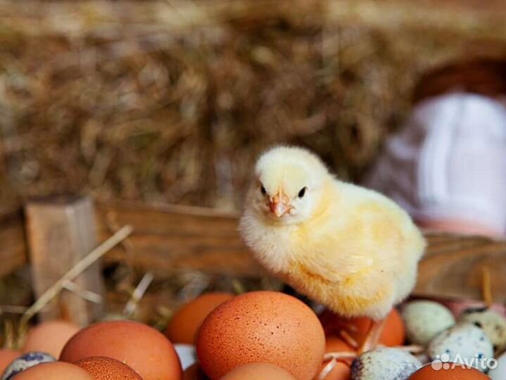 Инк. яйцо всей с/х птицы. опт/розница