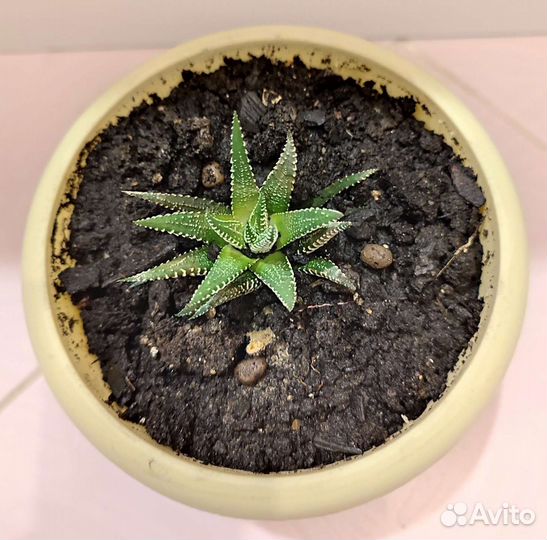 Цветок Хавортия - 6 шт