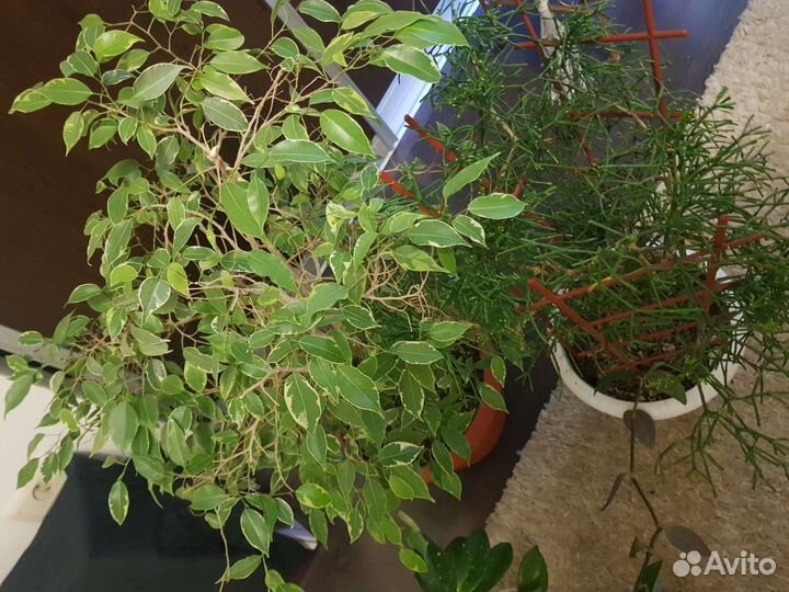 Комнатные цветы 6 разных