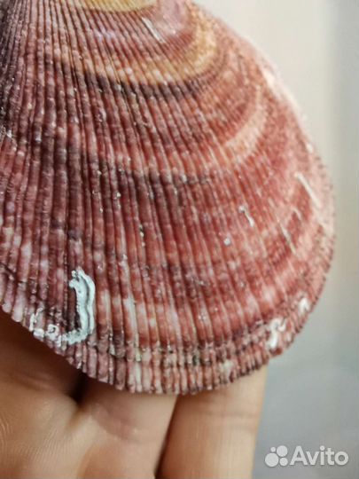 Ракушка морского гребешка