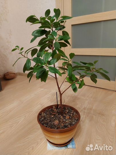 Фикус