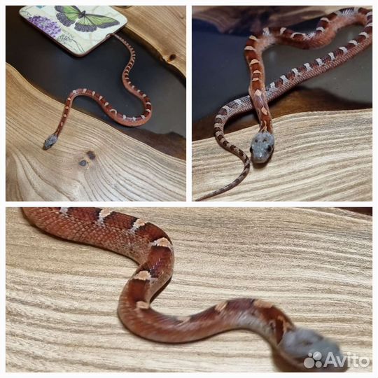 Змея маисовый полоз