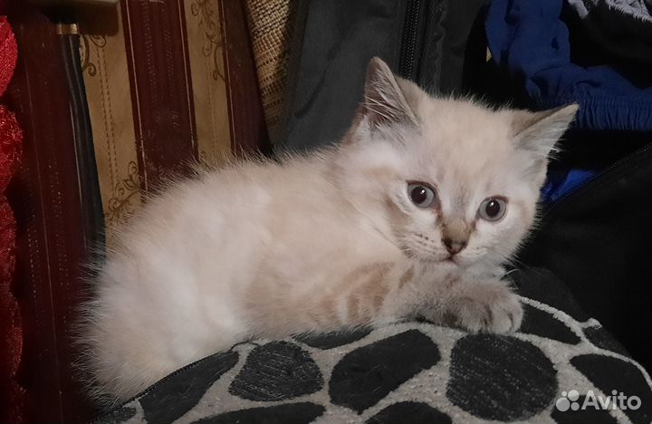 Котята