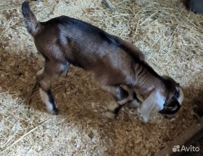 Англо нубийские козлята