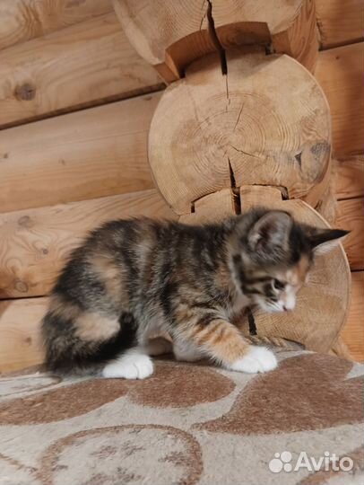 Котята мейн-кун