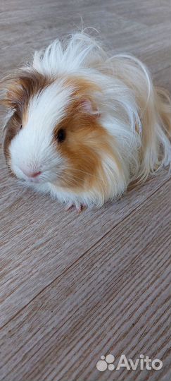 Морская свинка девочка