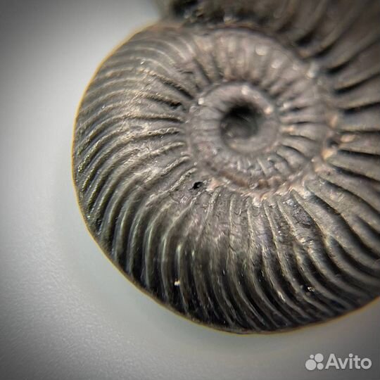 Набор Аммонитов окаменелость палеонтология ракушка