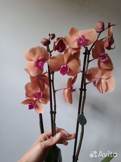 Орхидея Gold Sun 3 цветоноса