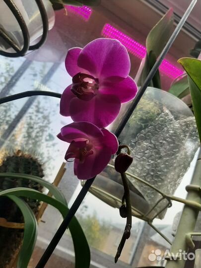Орхидея фаленопсис