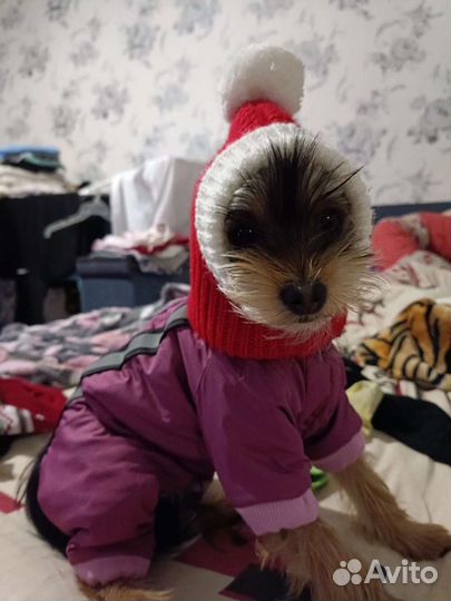 Одежда для маленьких собак