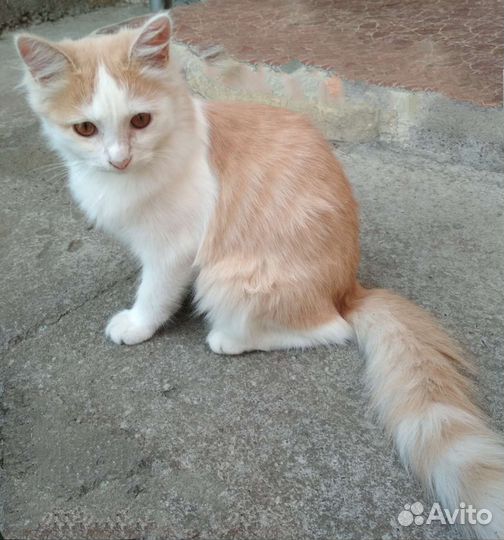 Говорящий кот