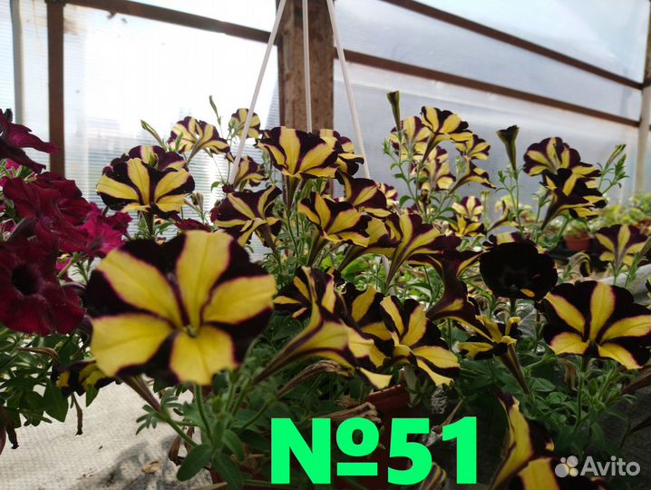 Растения. Петуния