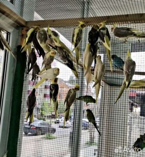 Попугай корелла