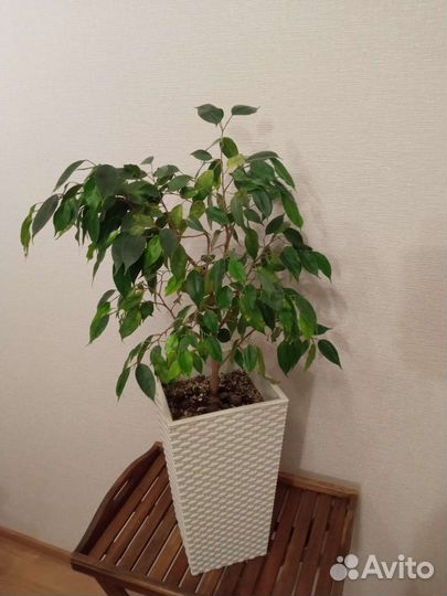 Взрослые большие цветы растения