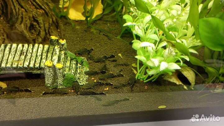 Сомики анциструсы