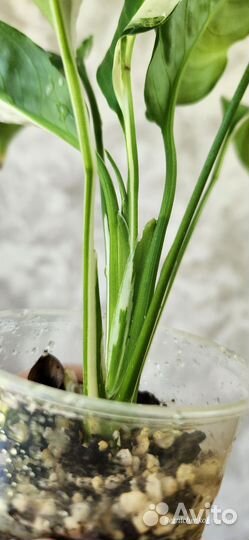 Спатифиллум Пикассо