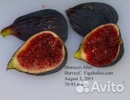 Саженцы инжира для домашнего выращивания