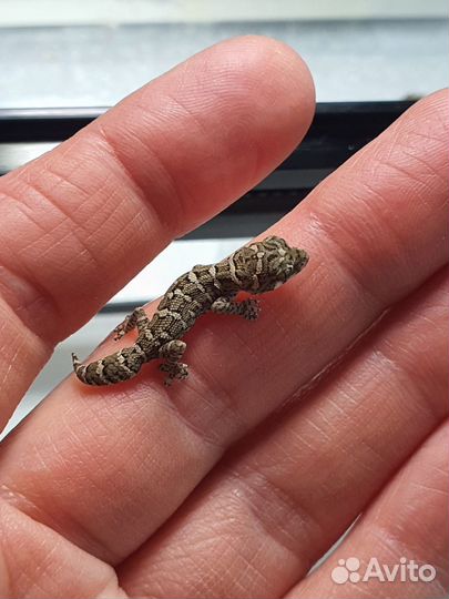 Гадюковый геккон