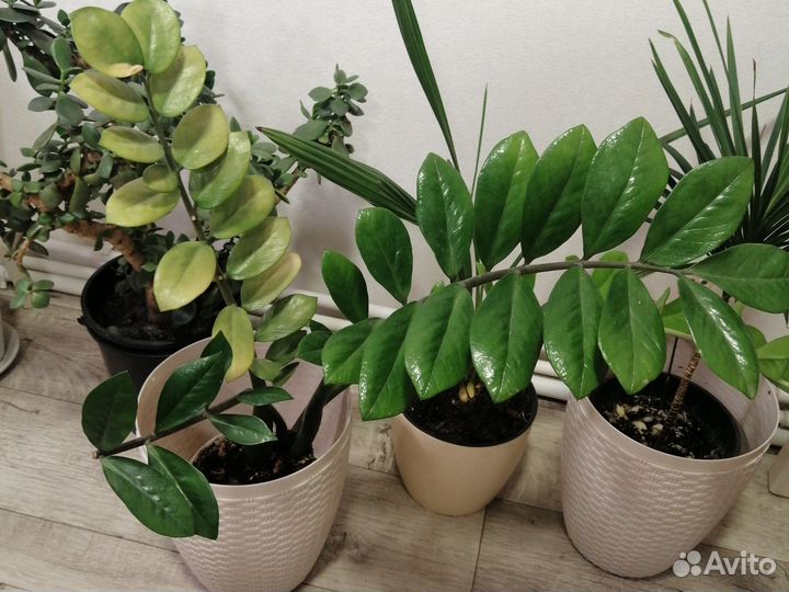 Крассула, Финиковая пальма, драцена, Агава