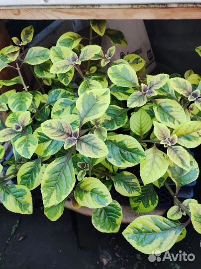 Плектрантус ампельный