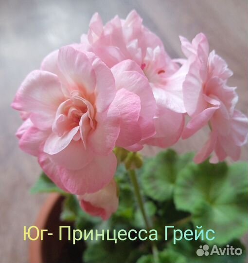 Пеларгонии сортовые