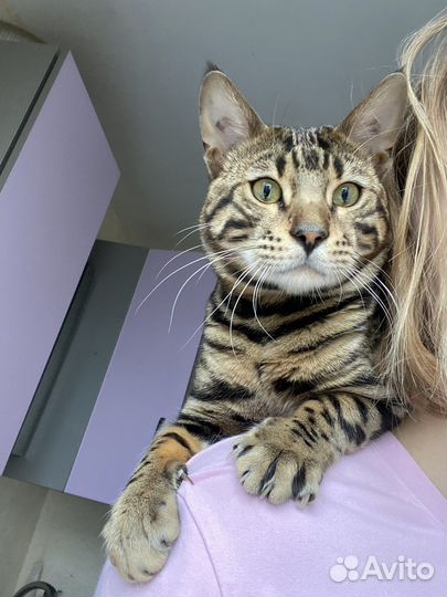 Свести кота