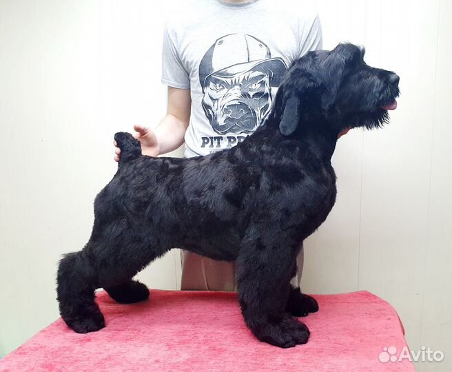 Русский черный терьер, щенок купить в Новосибирске | Животные и зоотовары |  Авито