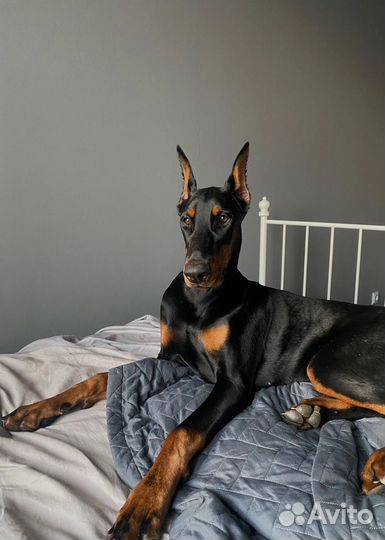 Щенок добермана