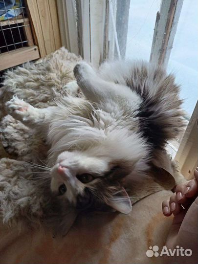 Кошечка в добрые руки