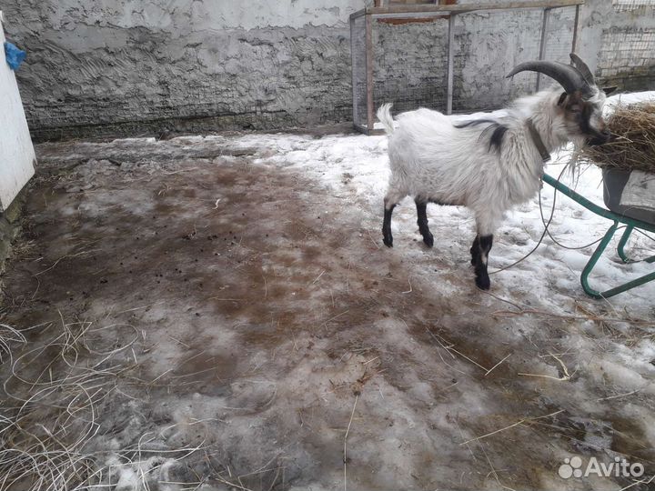 Камерунский козел