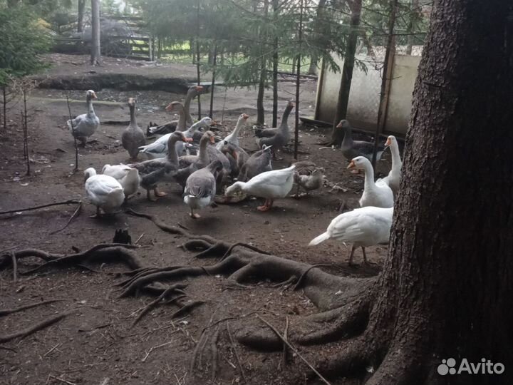 Холмогорские гуси