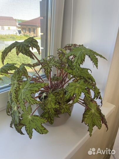 Комнатные растения