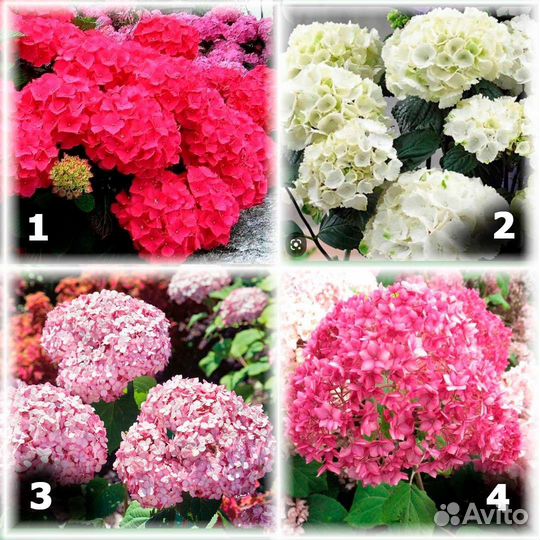 Гортензия саженцы