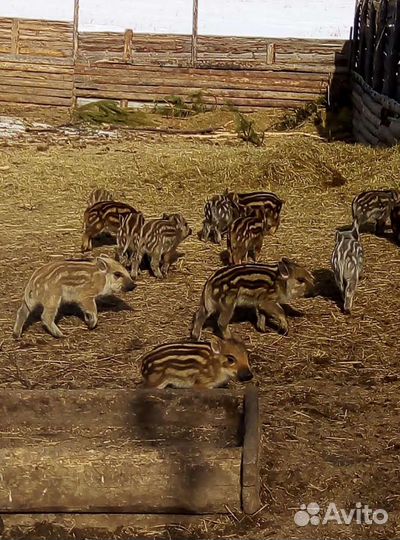 Дикий кабан