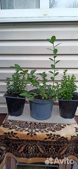 Саженцы брусники, голубики, винограда