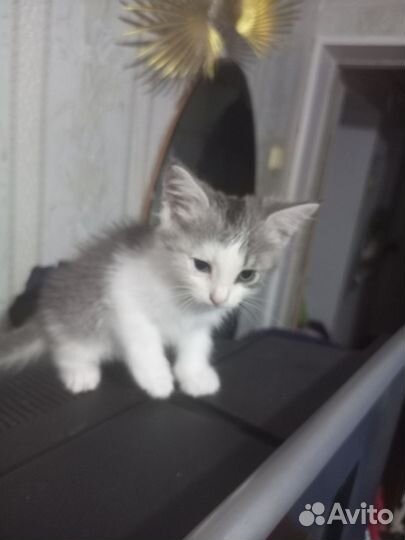 Котёнок