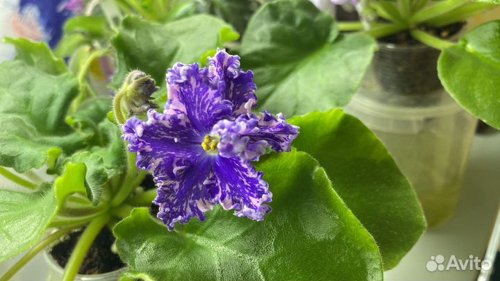 Сортовые фиалки