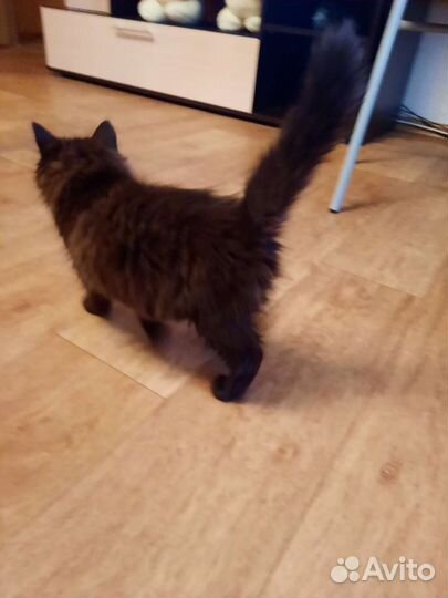 Котята отдам бесплатно