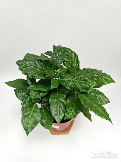 Кофе Арабика растение