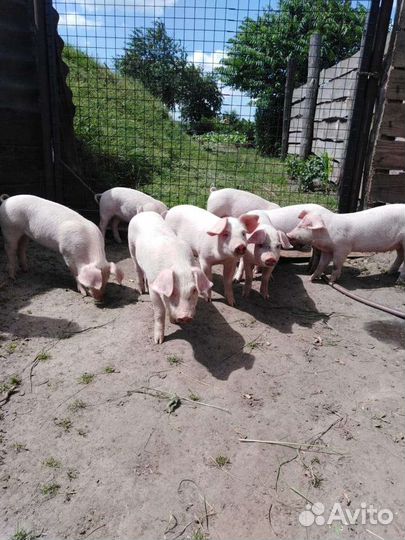 Поросята