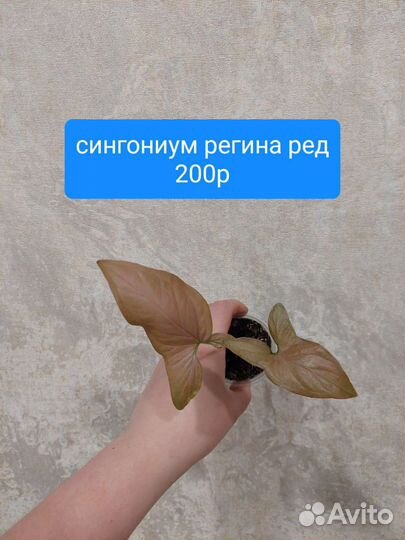 Сингониумы