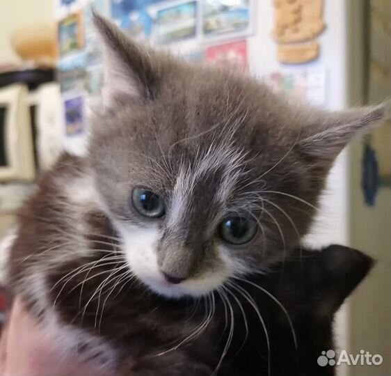 Британские котята