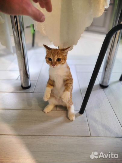 Кошка в дар бесплатно