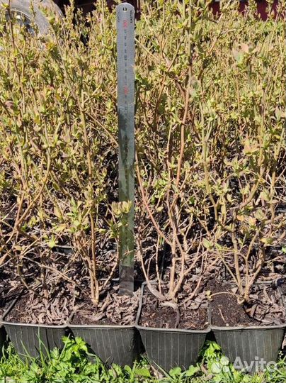 Саженцы голубики двухлетние оптом