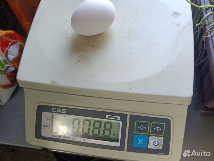 Домашние куриные яйца отборные