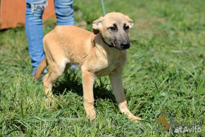 Девчушка Щенок №16 в поисках семьи