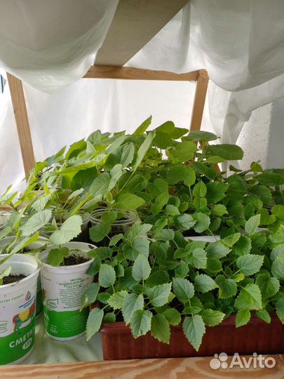 Продам саженцы Павловнии