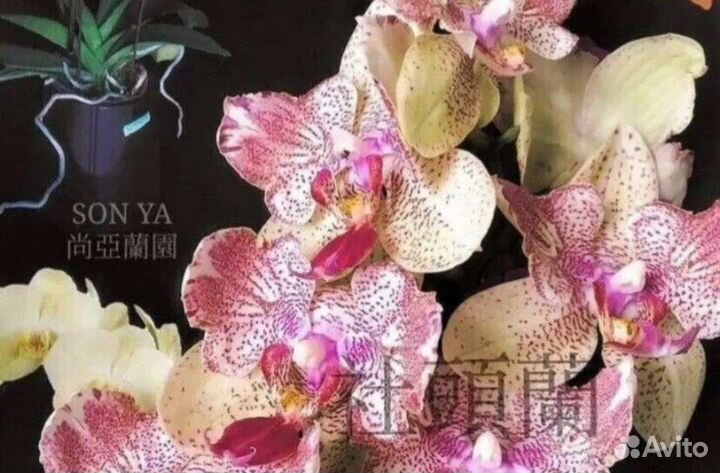 Орхидея фаленопсис super maya