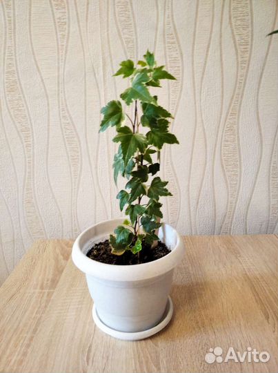 Комнатные растения цветы